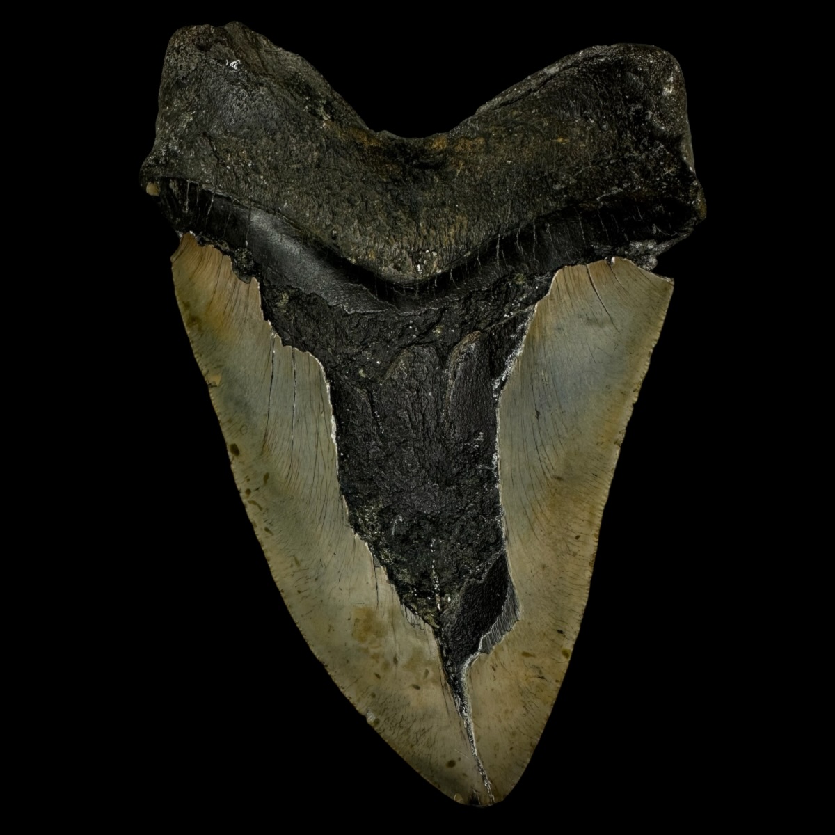 6.47" Megalodon Tooth Fossil - Image 2