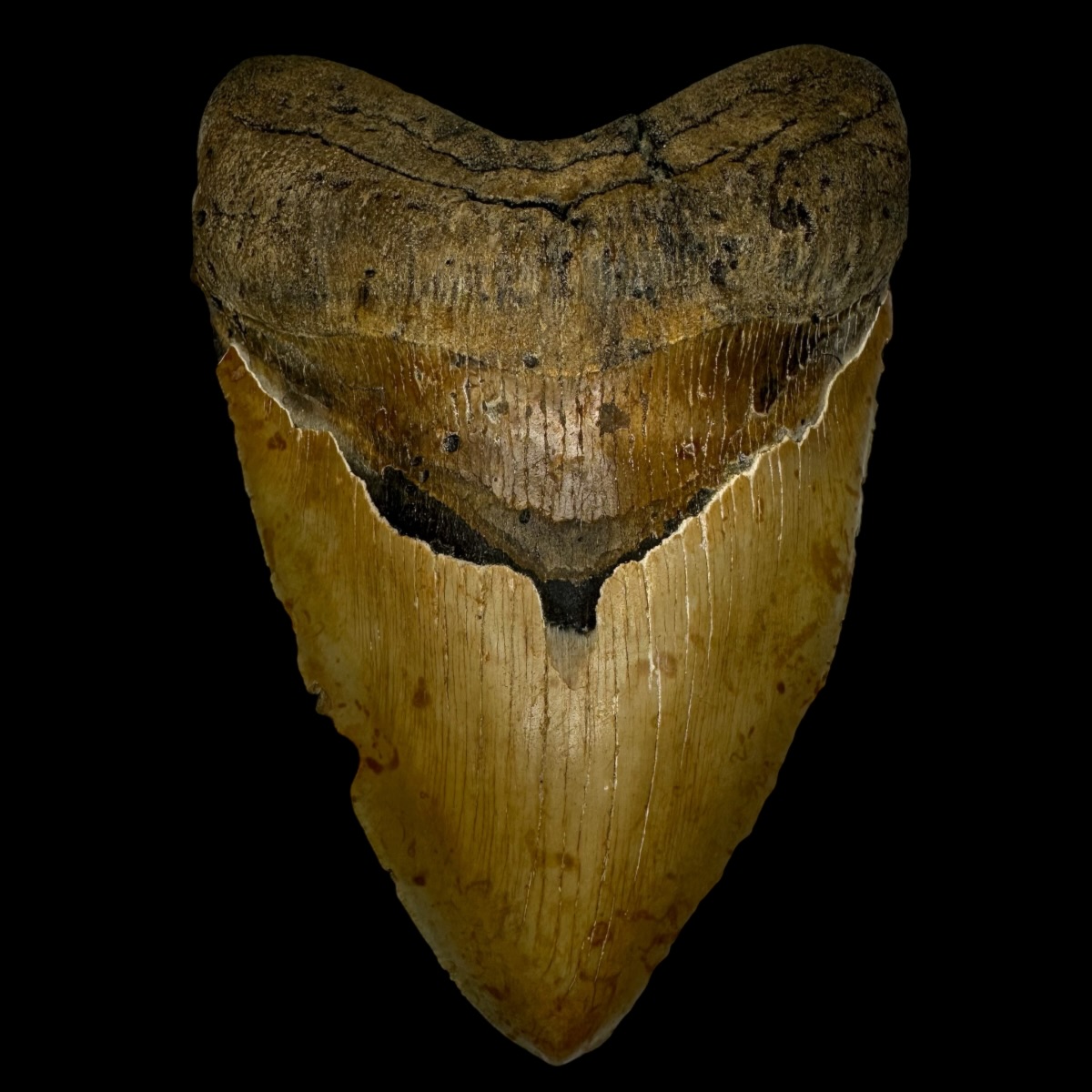 6.18" Megalodon Tooth Fossil