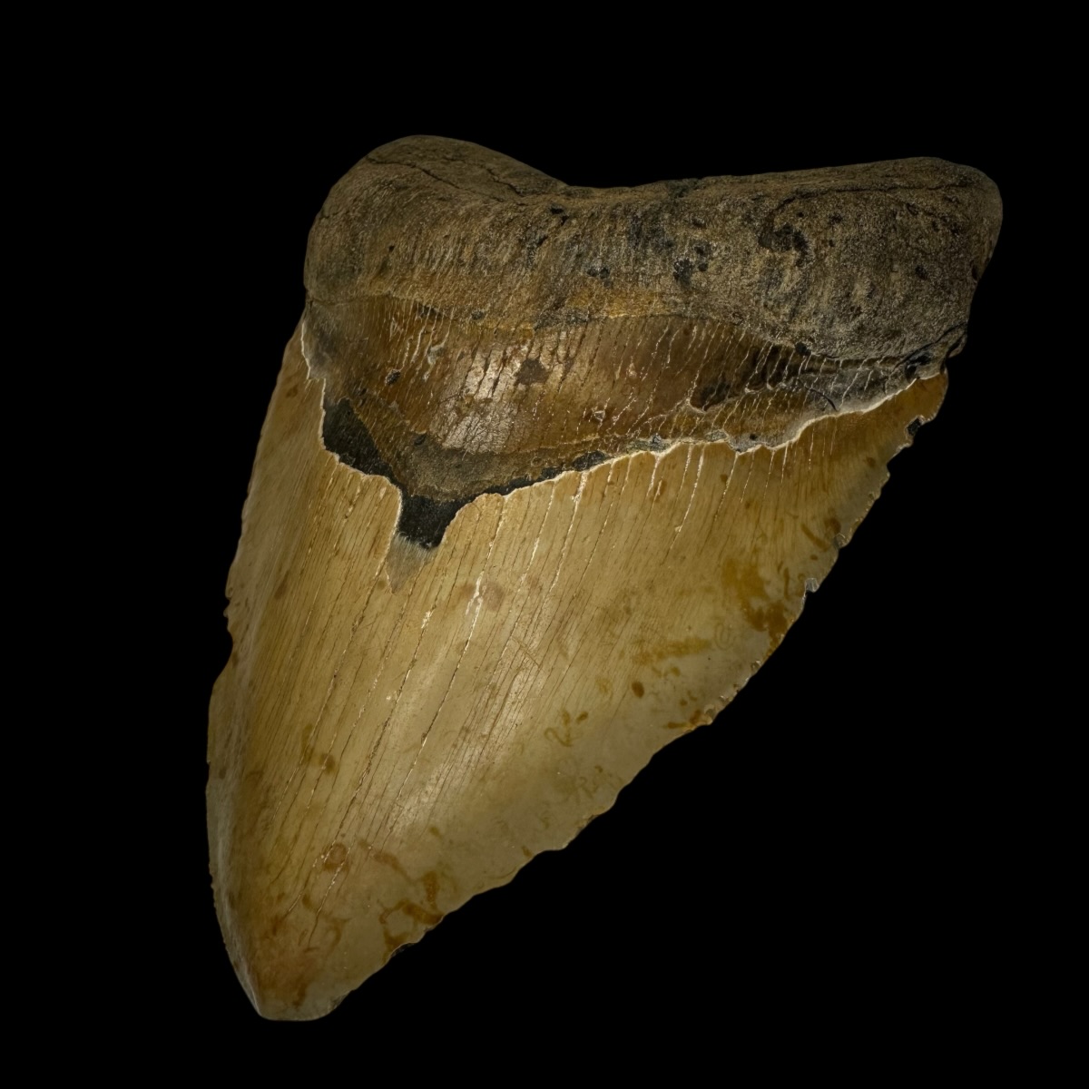 6.18" Megalodon Tooth Fossil - Image 3