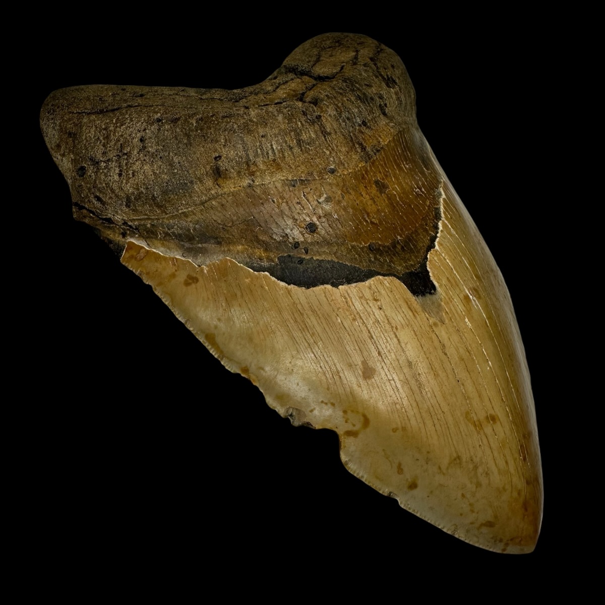 6.18" Megalodon Tooth Fossil - Image 4