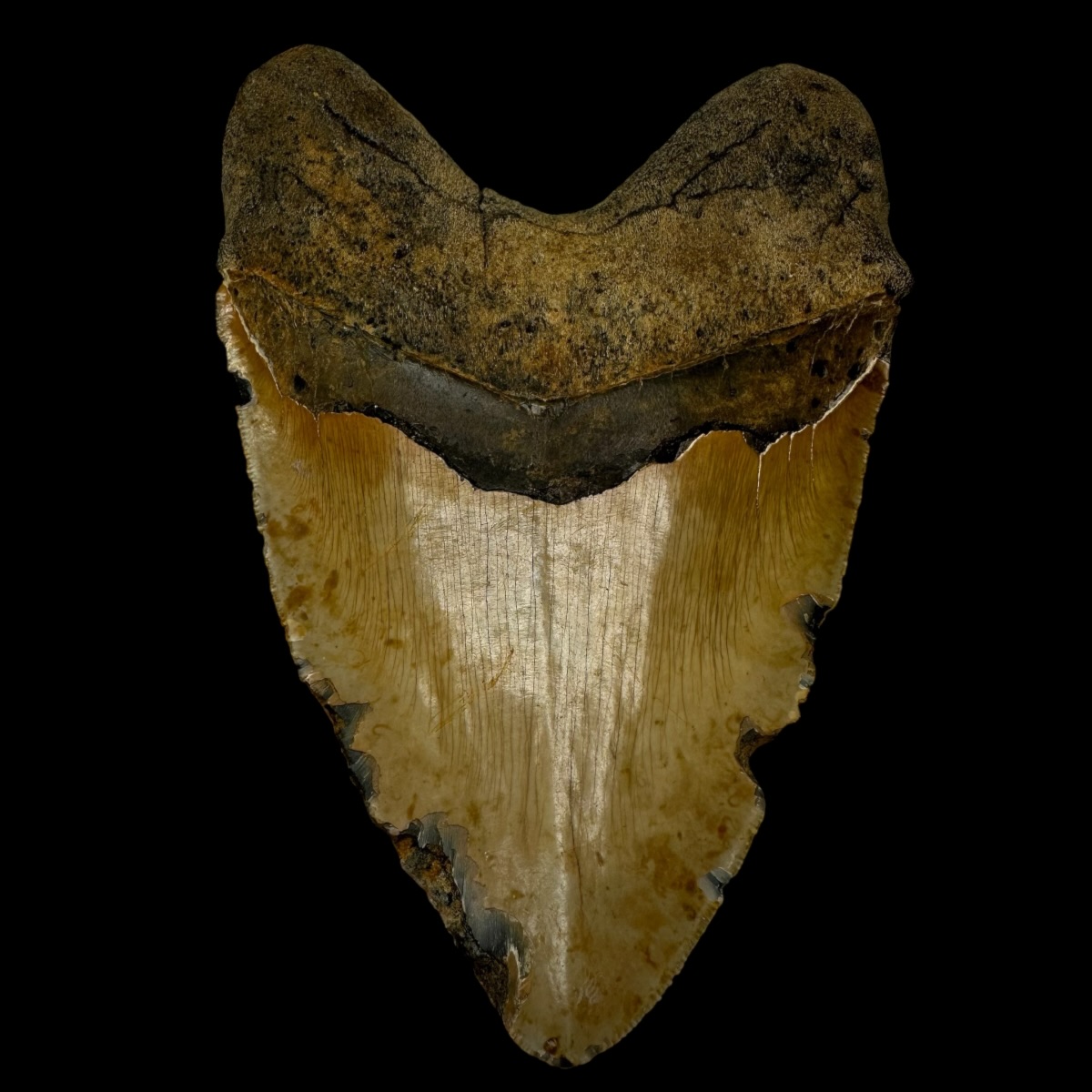 6.18" Megalodon Tooth Fossil - Image 2