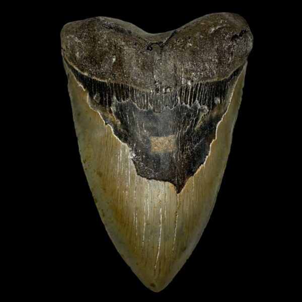 6.12" Megalodon Tooth Fossil