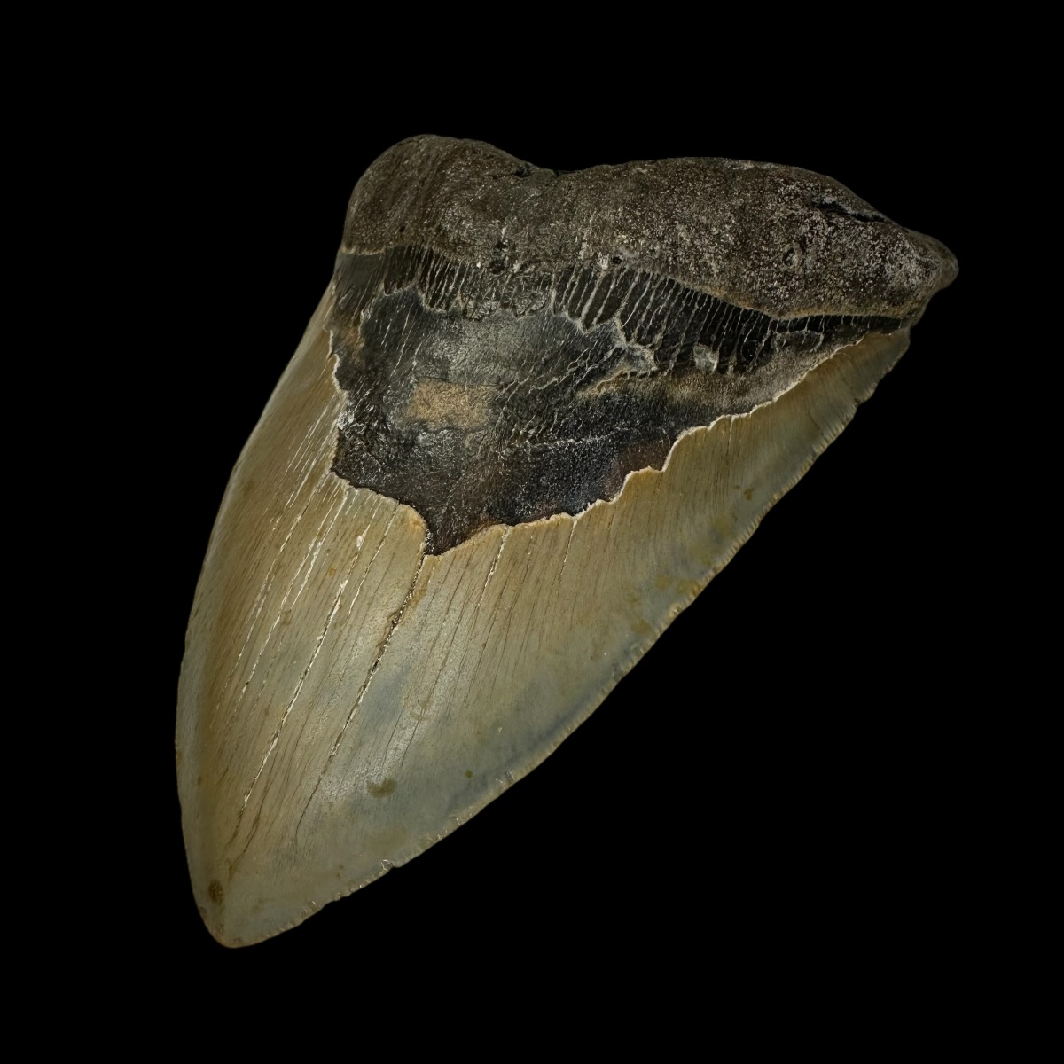 6.12" Megalodon Tooth Fossil - Image 3