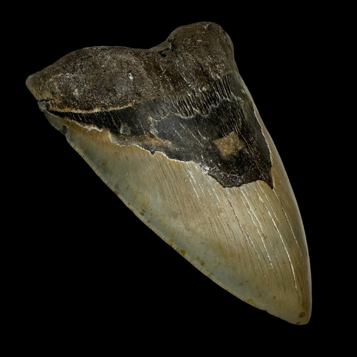 6.12" Megalodon Tooth Fossil - Image 4