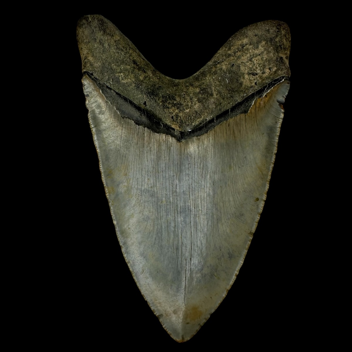 6.12" Megalodon Tooth Fossil - Image 2