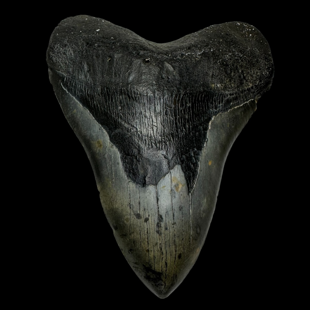 6.21" Megalodon Tooth Fossil
