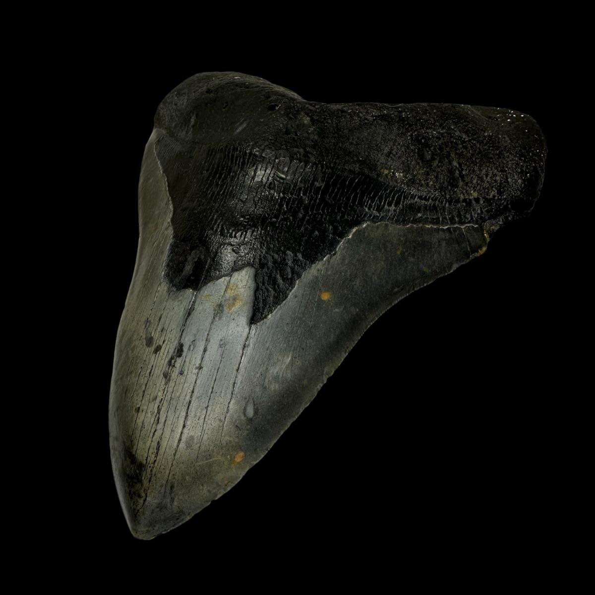 6.21" Megalodon Tooth Fossil - Image 3