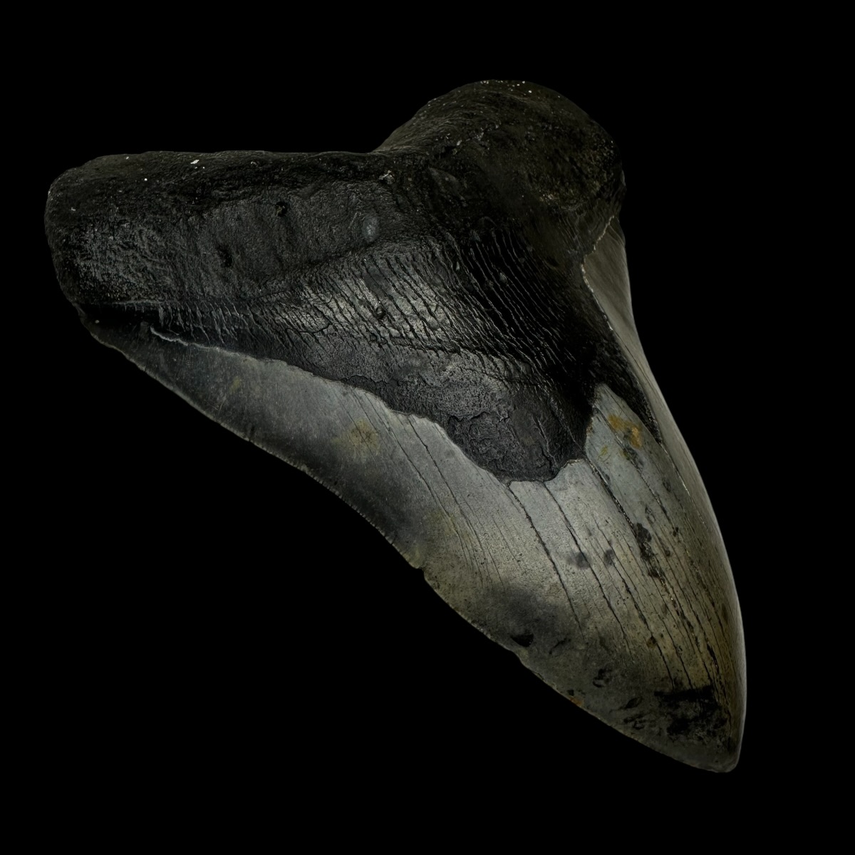 6.21" Megalodon Tooth Fossil - Image 4