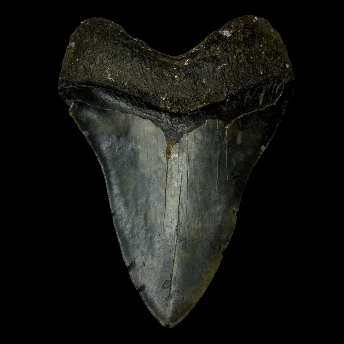 6.21" Megalodon Tooth Fossil - Image 2