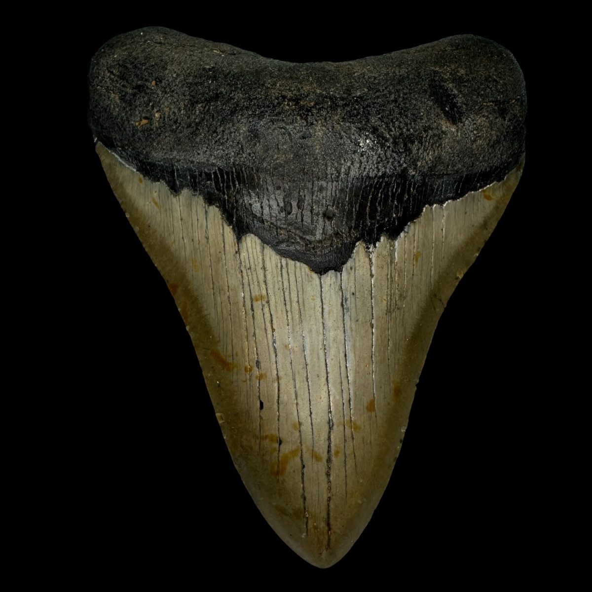 4.78" Megalodon Tooth Fossil