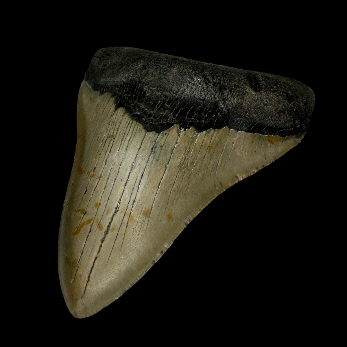 4.78" Megalodon Tooth Fossil - Image 3