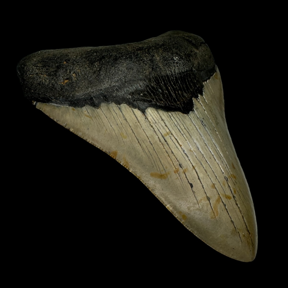 4.78" Megalodon Tooth Fossil - Image 4