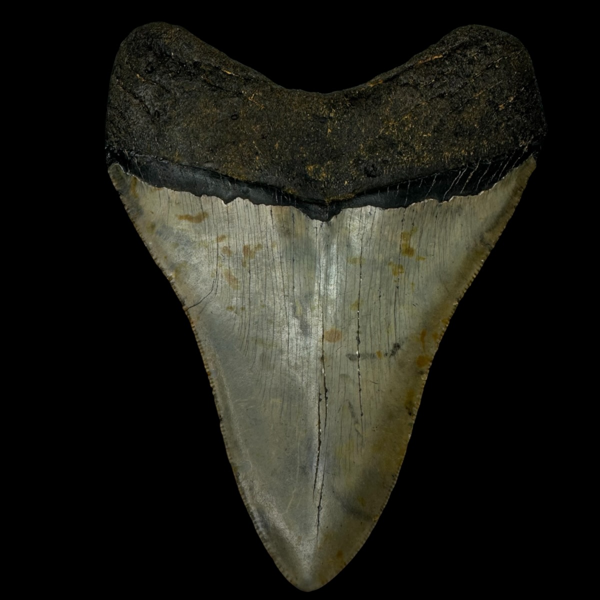 4.78" Megalodon Tooth Fossil - Image 2