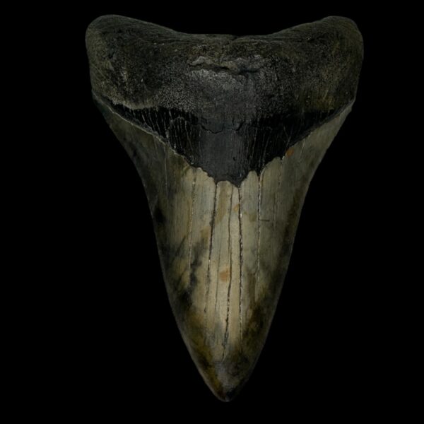 4.73" Megalodon Tooth Fossil