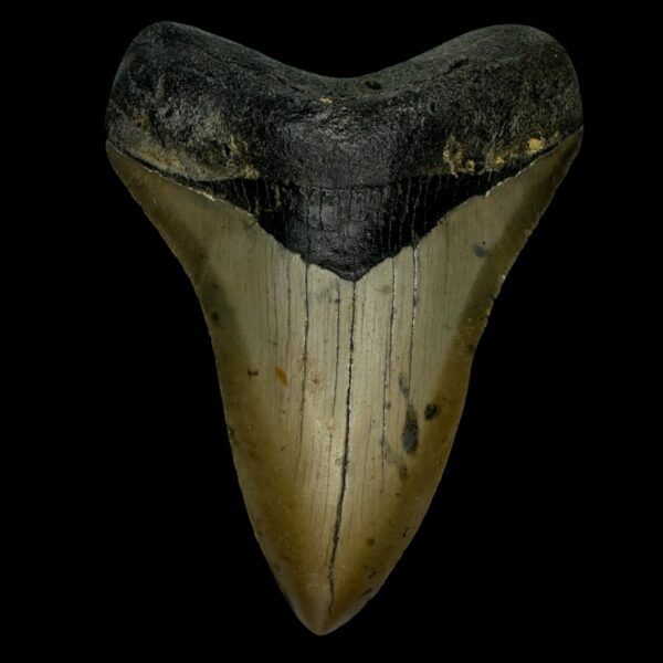 4.48" Megalodon Tooth Fossil