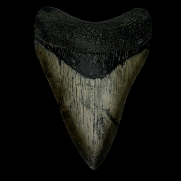 3.98" Megalodon Tooth Fossil