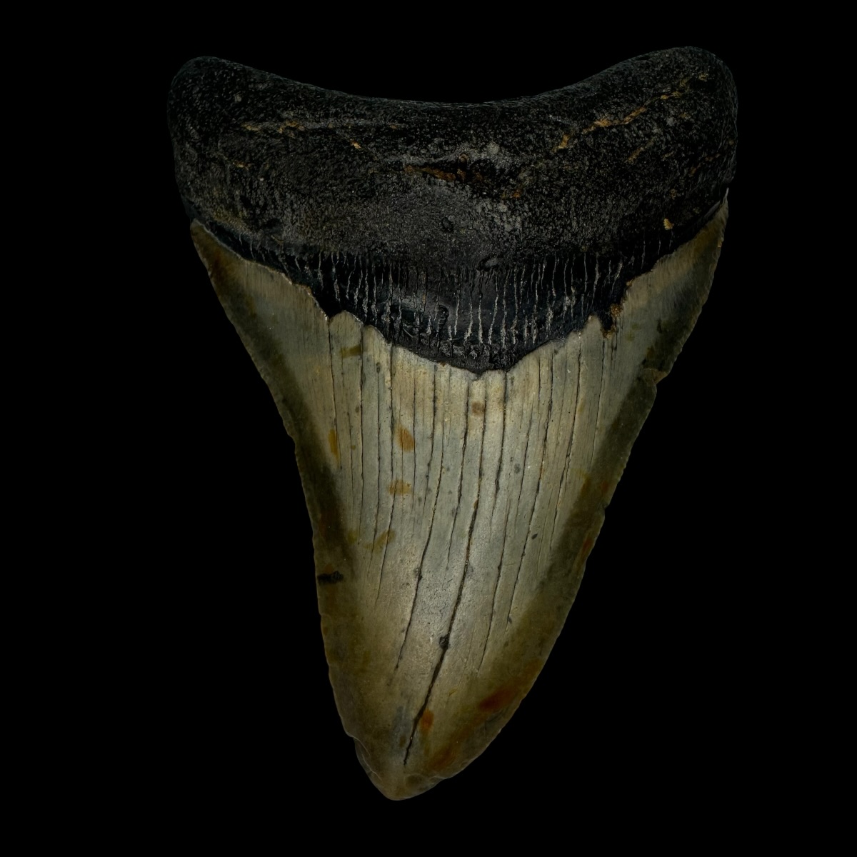 3.93" Megalodon Tooth Fossil