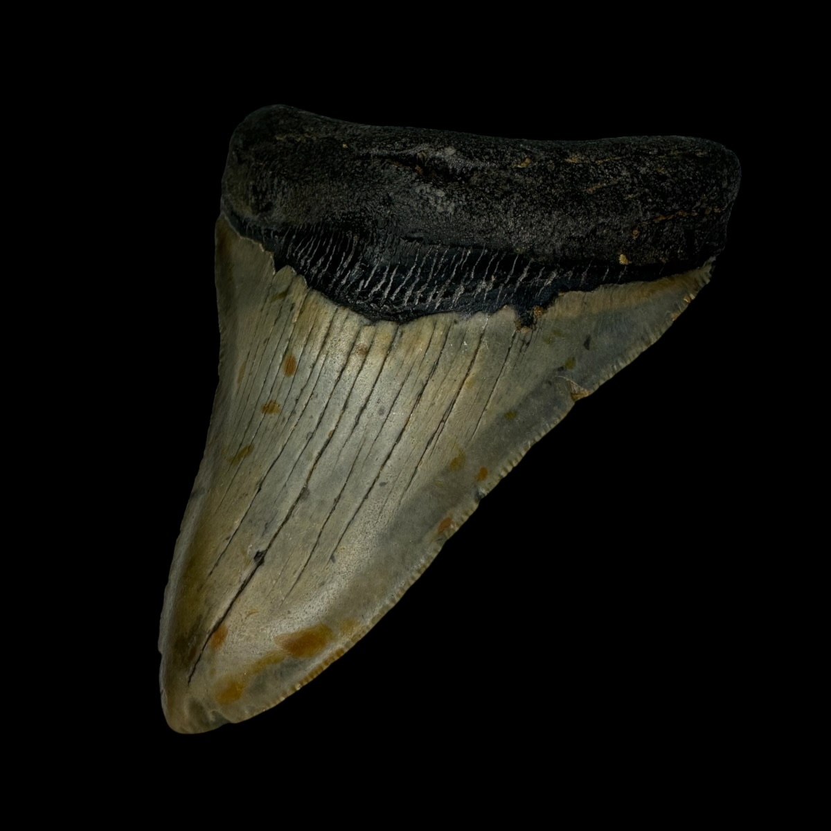 3.93" Megalodon Tooth Fossil - Image 3