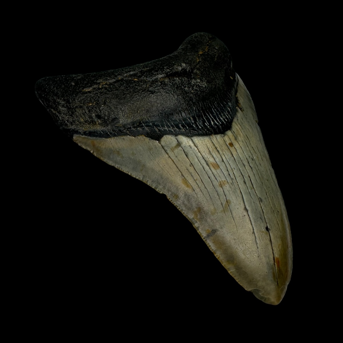 3.93" Megalodon Tooth Fossil - Image 4