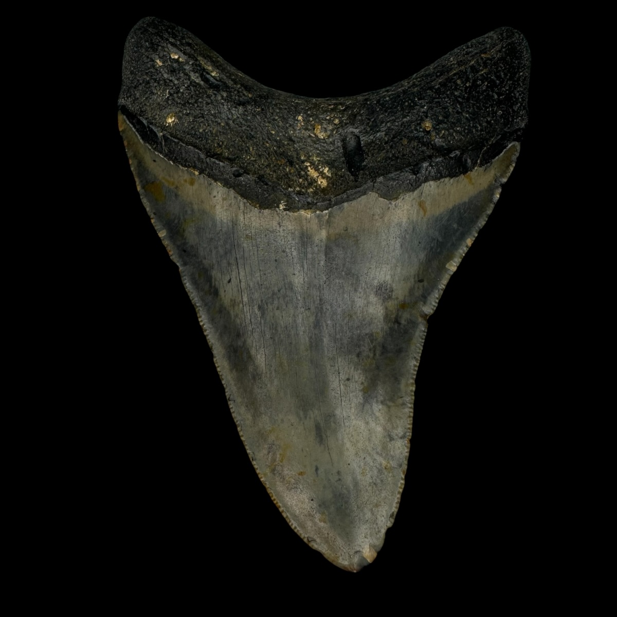 3.93" Megalodon Tooth Fossil - Image 2