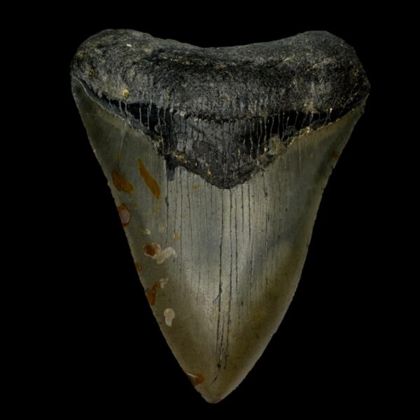 3.96" Megalodon Tooth Fossil