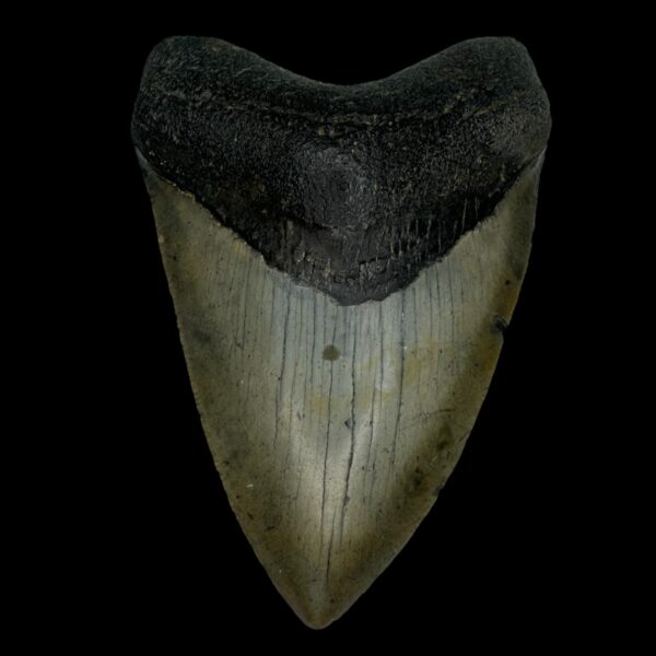 4.01" Megalodon Tooth Fossil