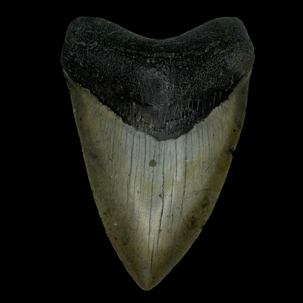 4.01" Megalodon Tooth Fossil