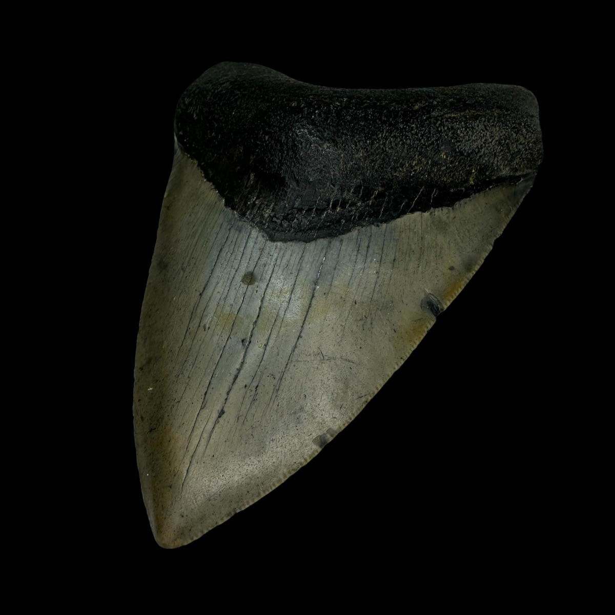 4.01" Megalodon Tooth Fossil - Image 3