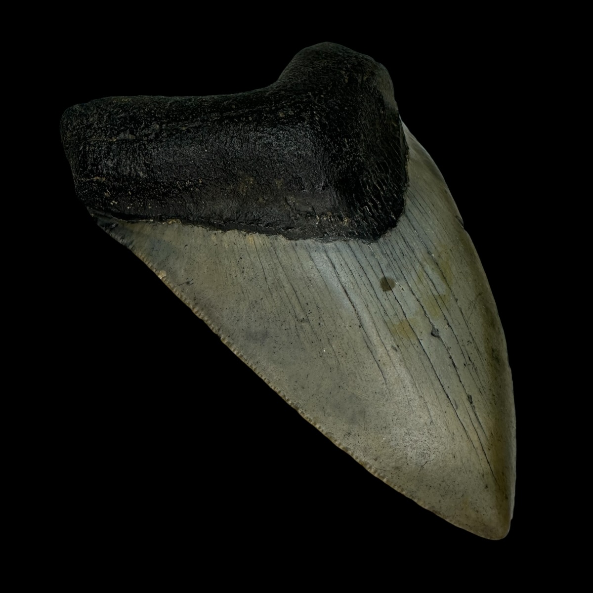 4.01" Megalodon Tooth Fossil - Image 4
