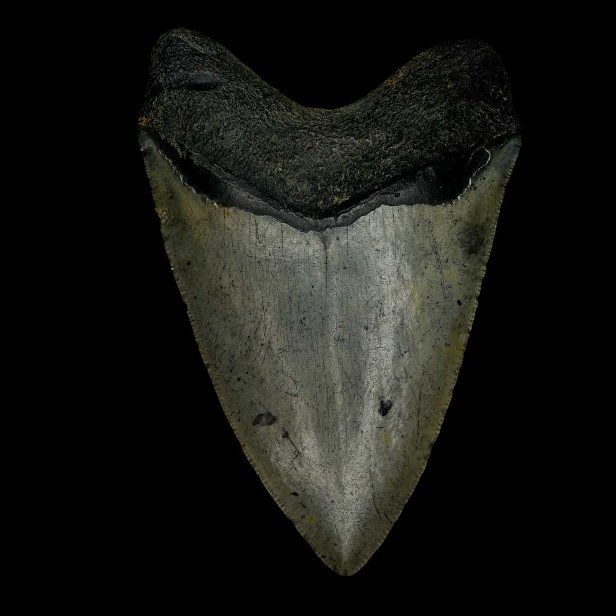 4.01" Megalodon Tooth Fossil - Image 2