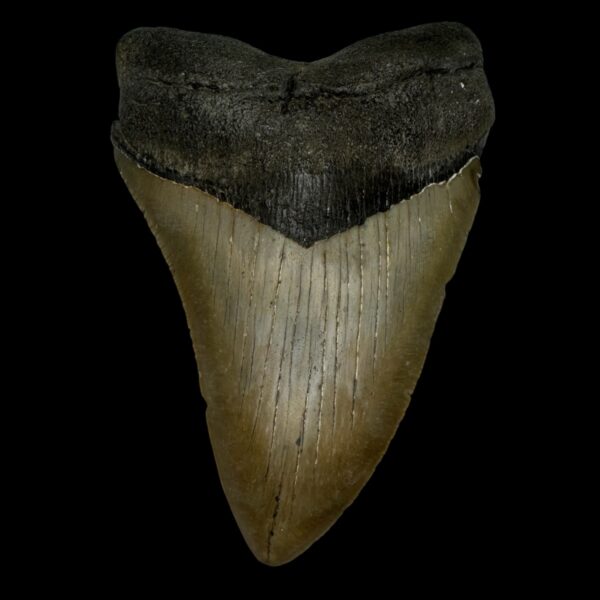 4.85" Megalodon Tooth Fossil