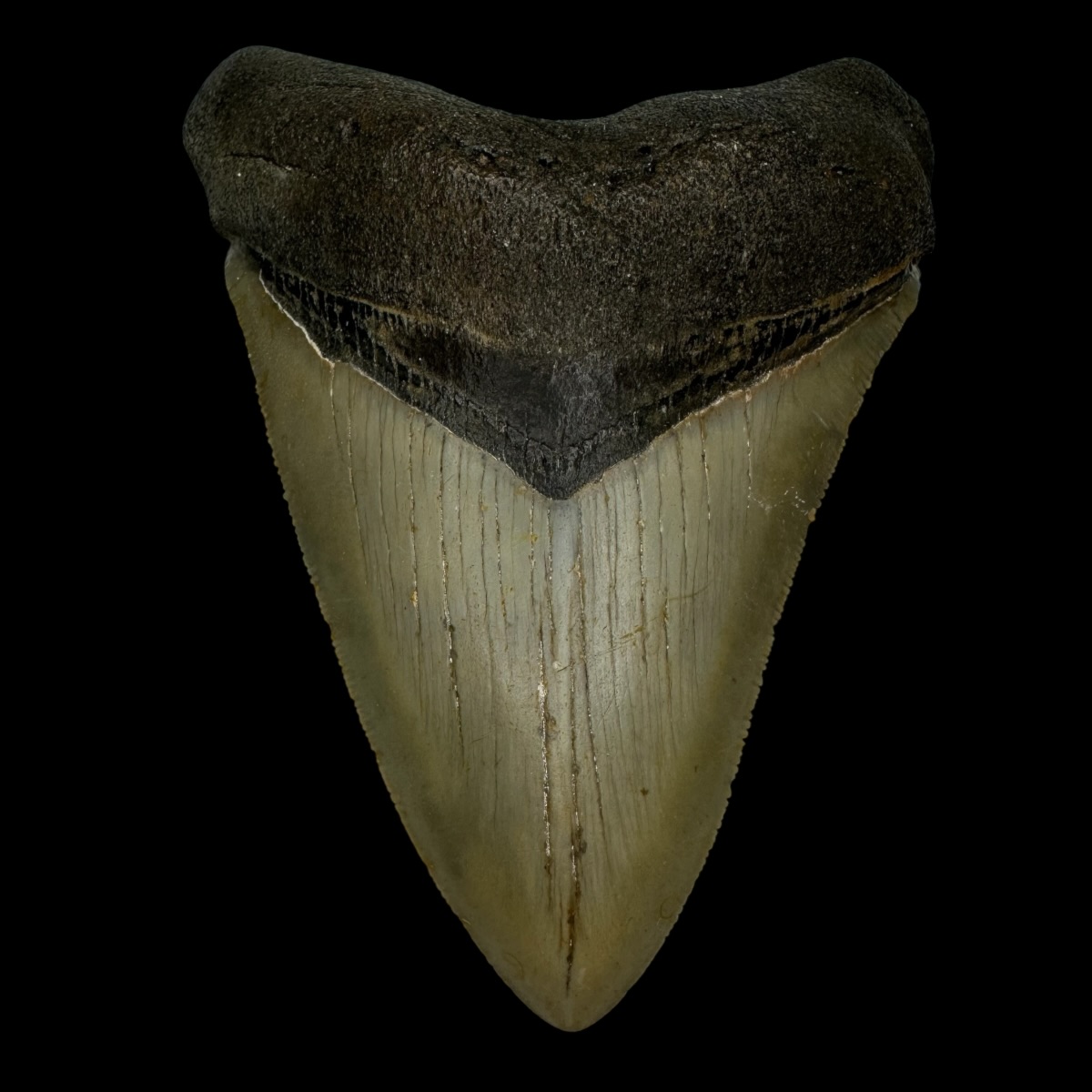 4.55" Serrated Megalodon Tooth Fossil