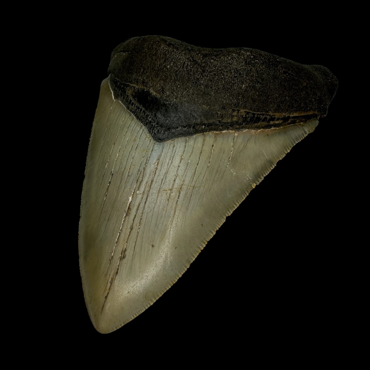 4.55" Serrated Megalodon Tooth Fossil - Image 3