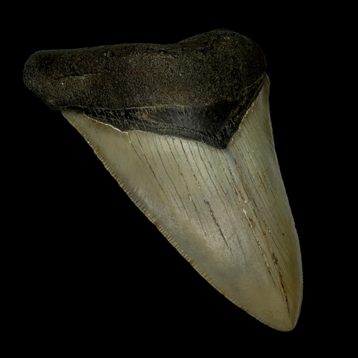 4.55" Serrated Megalodon Tooth Fossil - Image 4