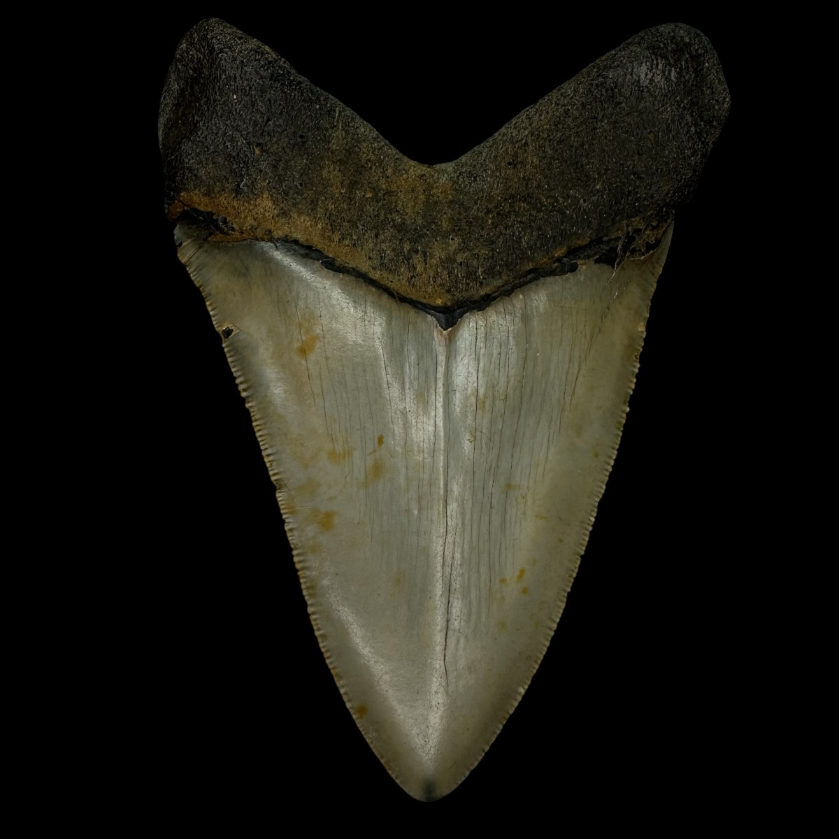 4.55" Serrated Megalodon Tooth Fossil - Image 2