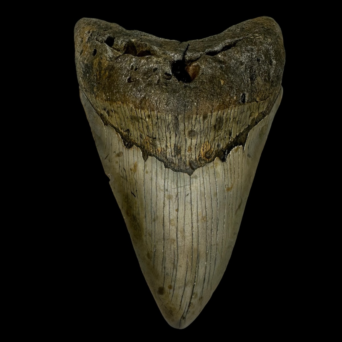 5.31" Megalodon Tooth Fossil