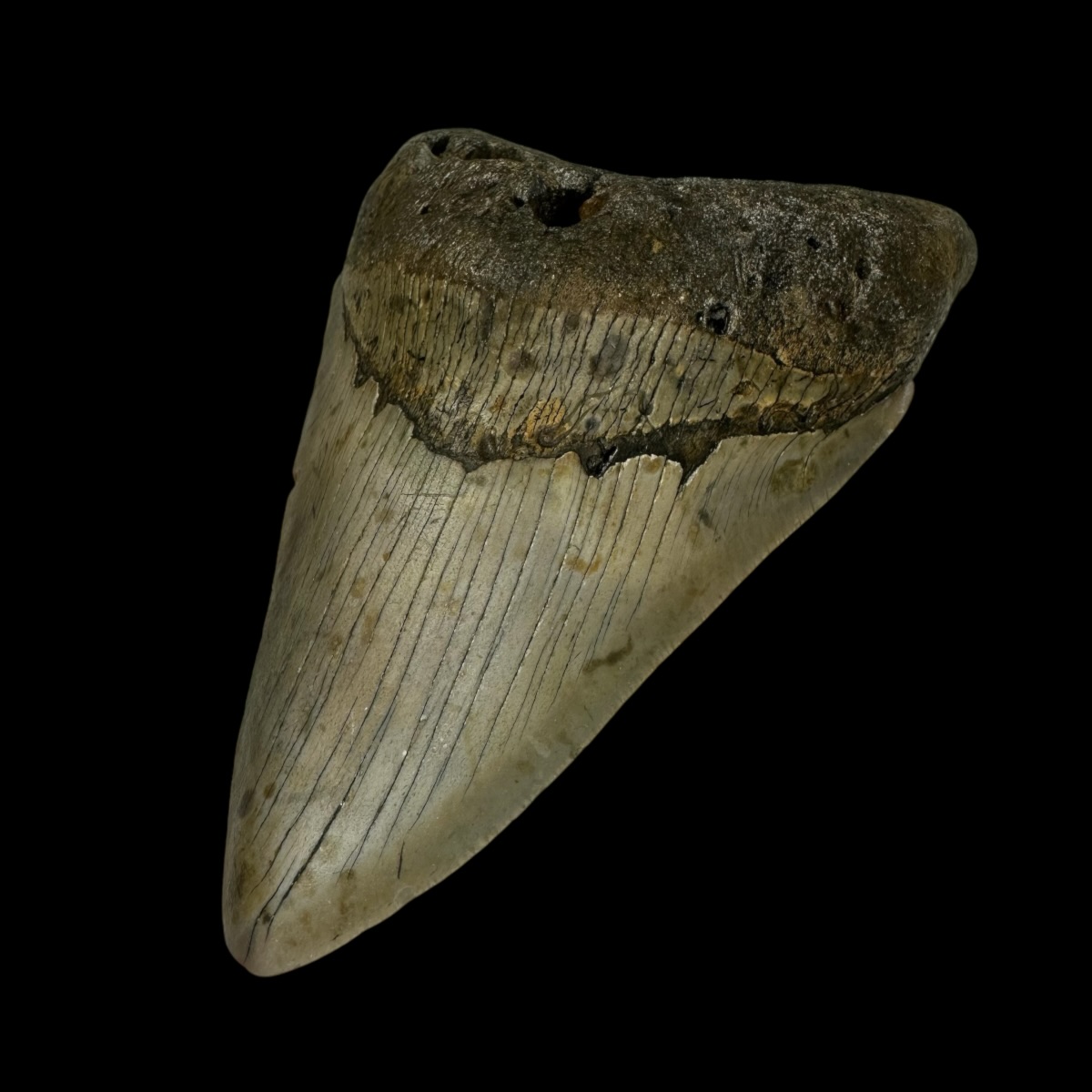 5.31" Megalodon Tooth Fossil - Image 3