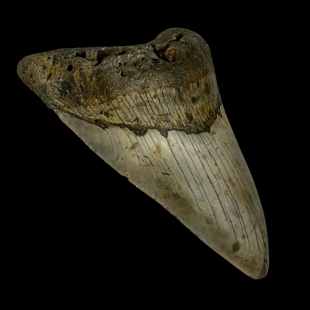 5.31" Megalodon Tooth Fossil - Image 4