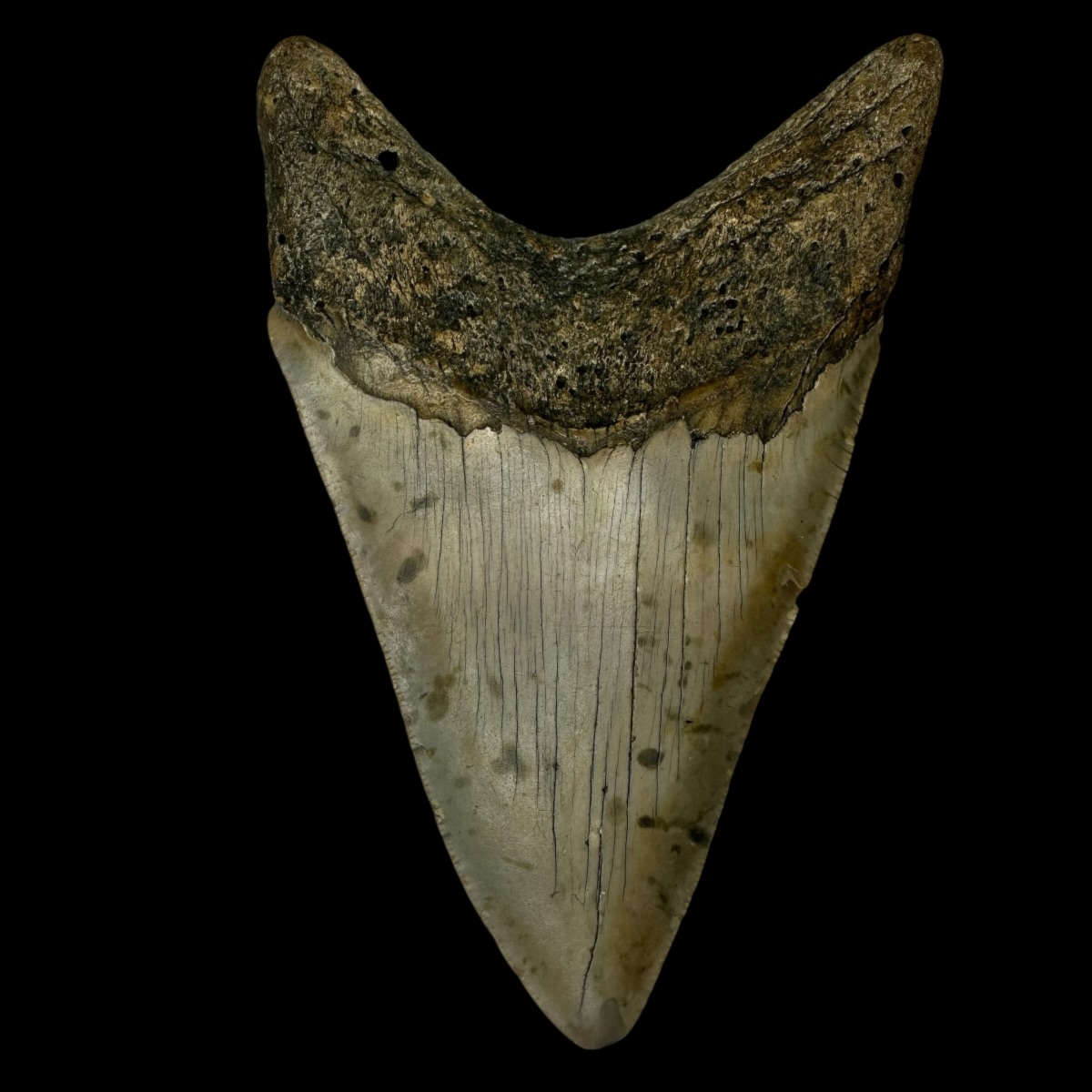 5.31" Megalodon Tooth Fossil - Image 2