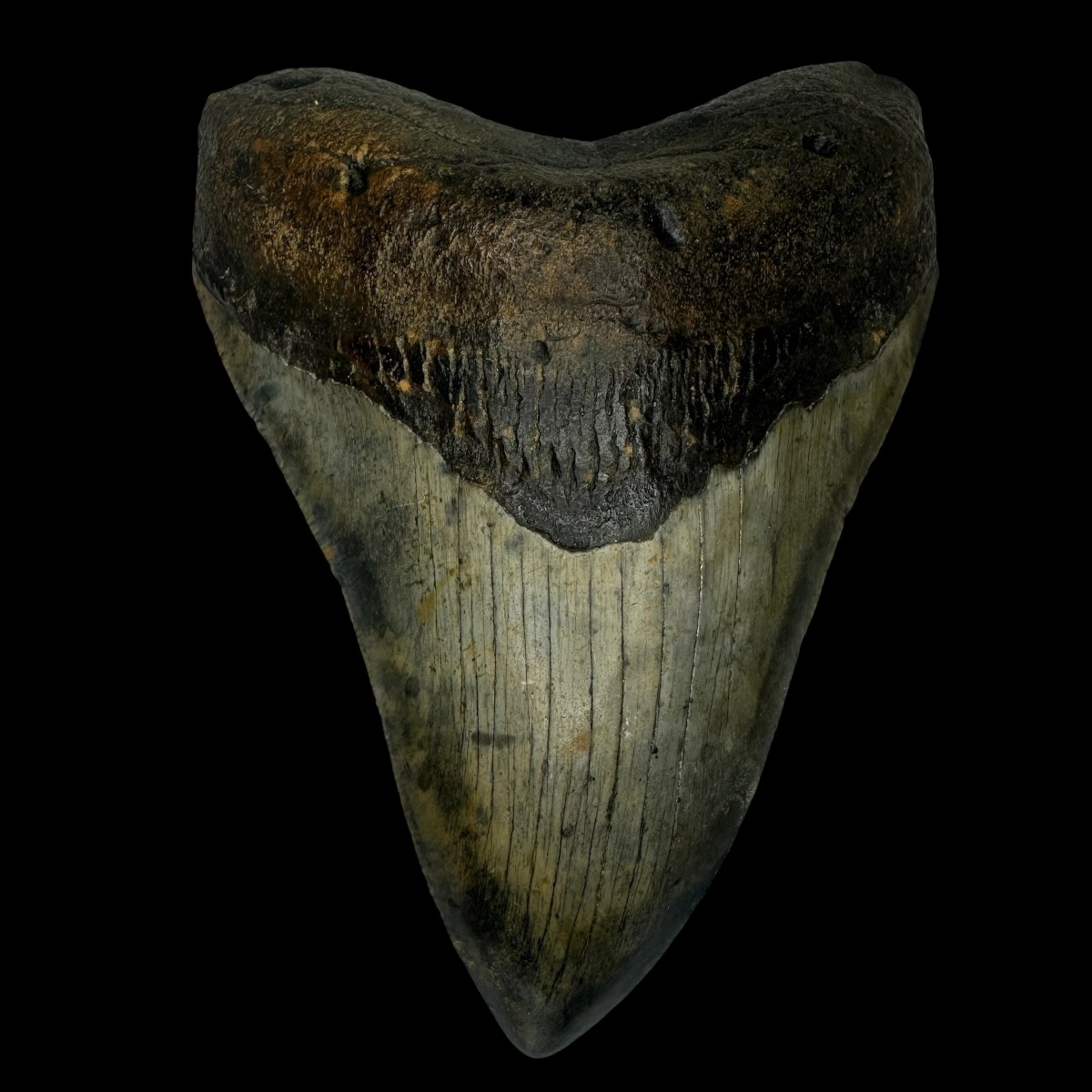 5.14" Megalodon Tooth Fossil