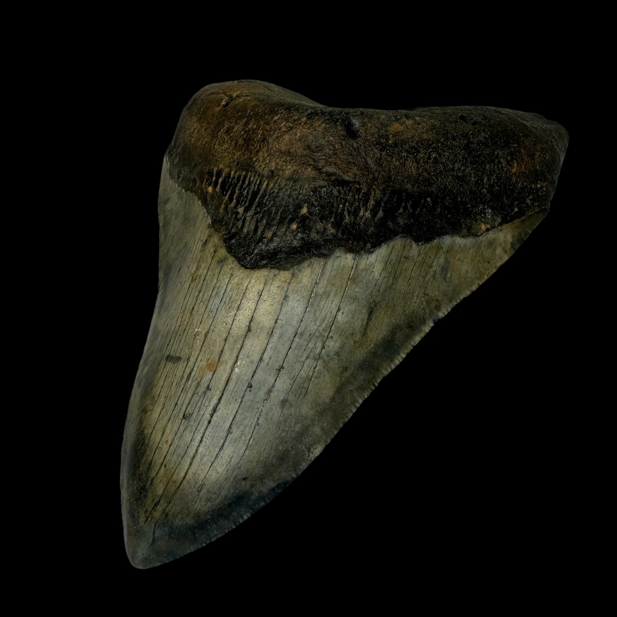 5.14" Megalodon Tooth Fossil - Image 3