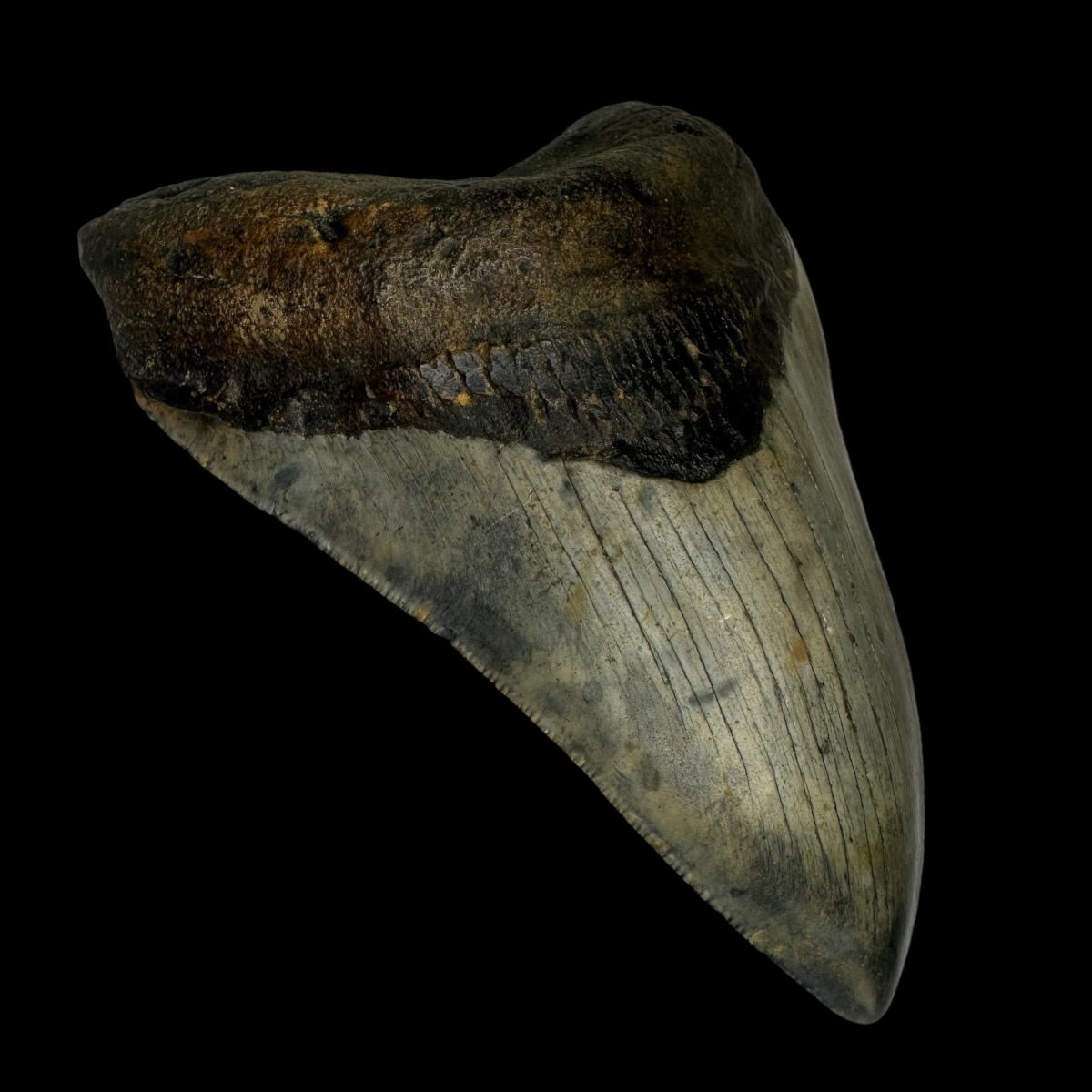 5.14" Megalodon Tooth Fossil - Image 4