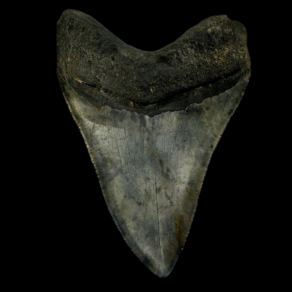 5.14" Megalodon Tooth Fossil - Image 2