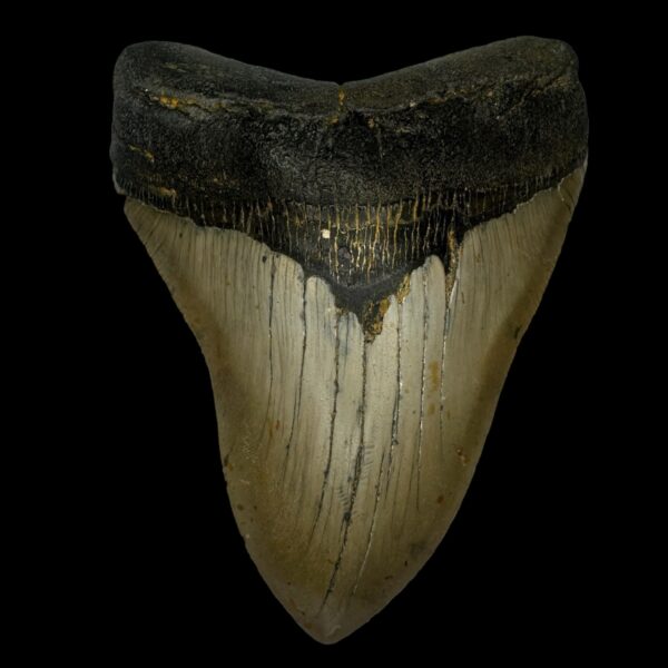 4.88" Megalodon Tooth Fossil
