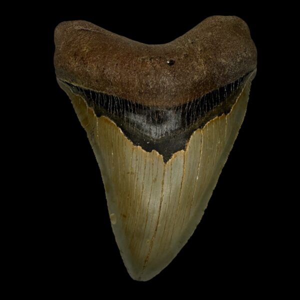 4.58" Serrated Megalodon Tooth Fossil