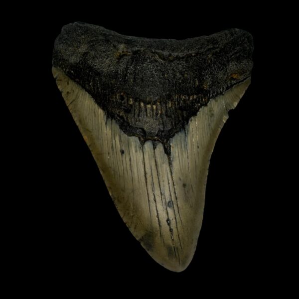 3.75" Megalodon Tooth Fossil