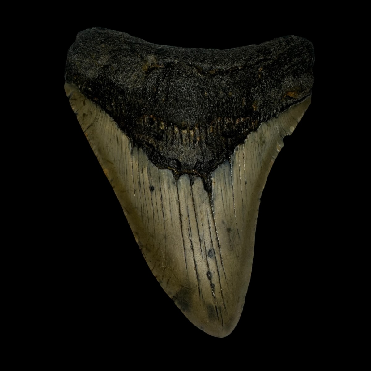 3.75" Megalodon Tooth Fossil