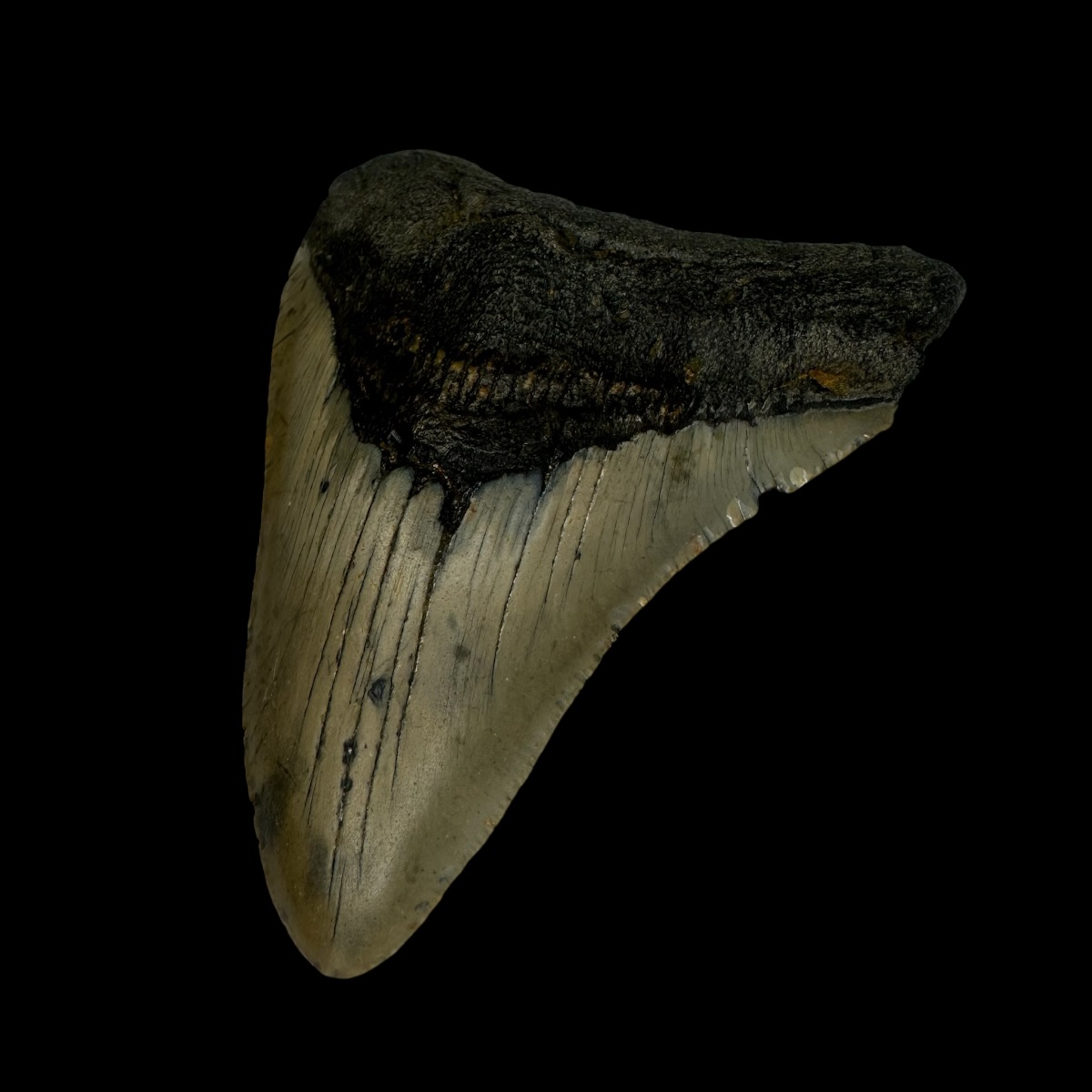 3.75" Megalodon Tooth Fossil - Image 3