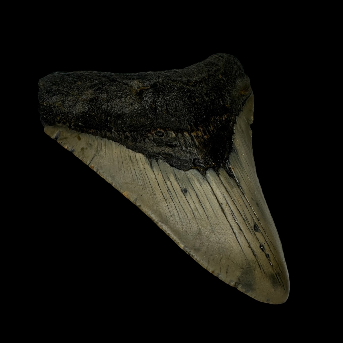3.75" Megalodon Tooth Fossil - Image 4