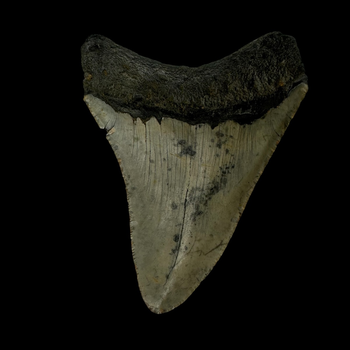 3.75" Megalodon Tooth Fossil - Image 2